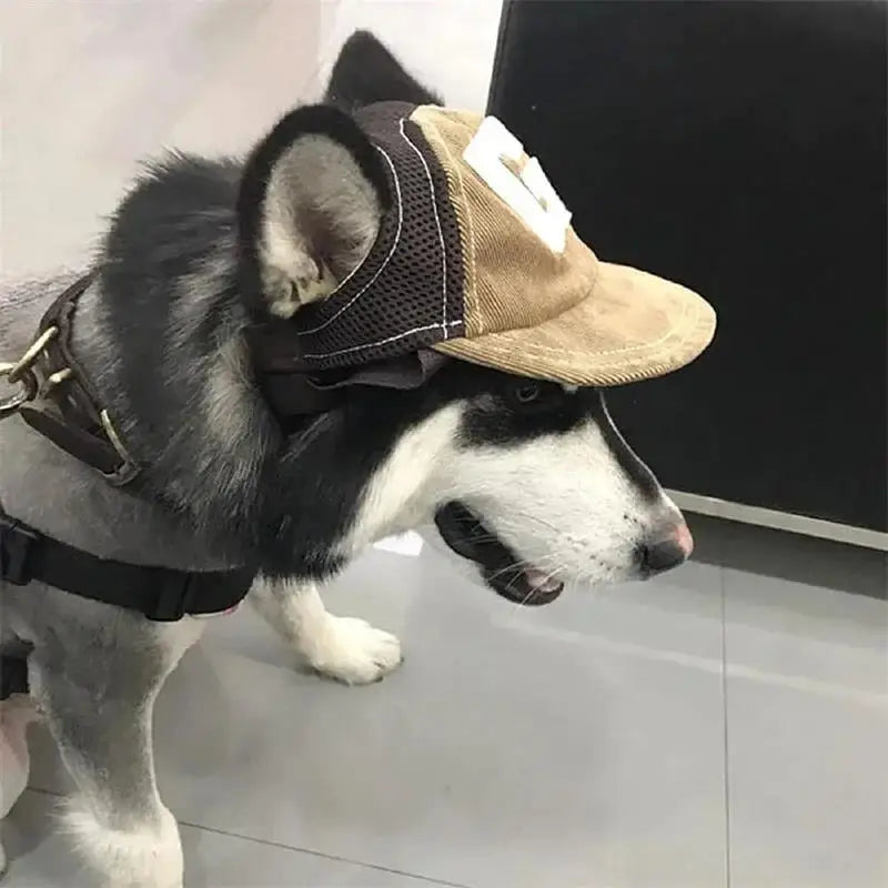 Cappelli