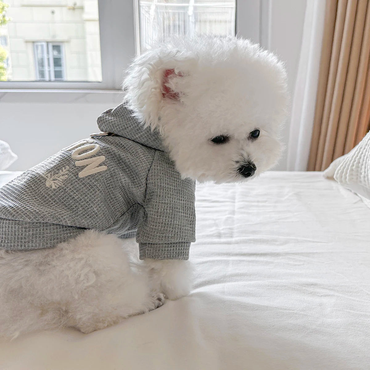 👕🐾 Felpa per Cani