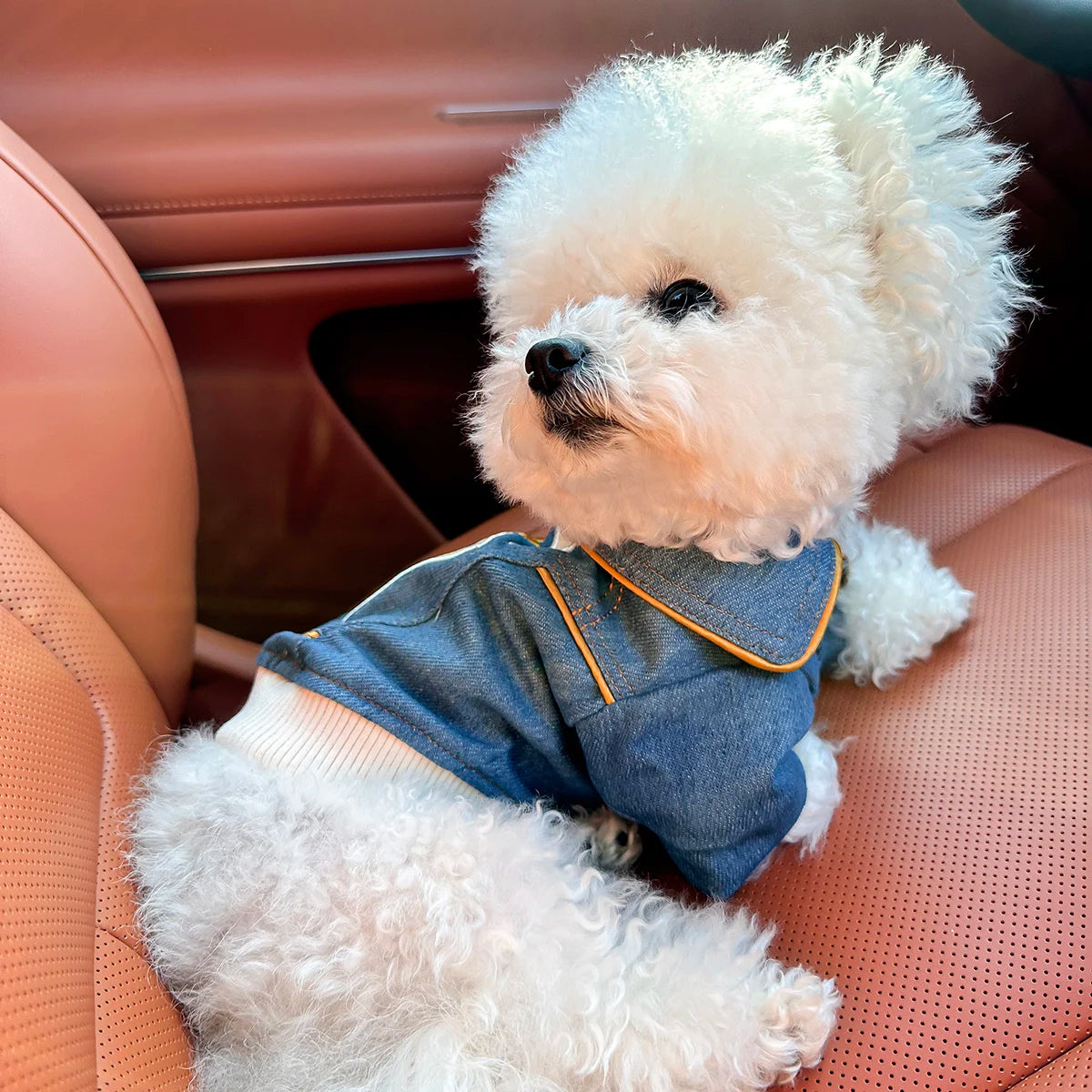 🐾 Rock Embroidery – Giacca per cani
